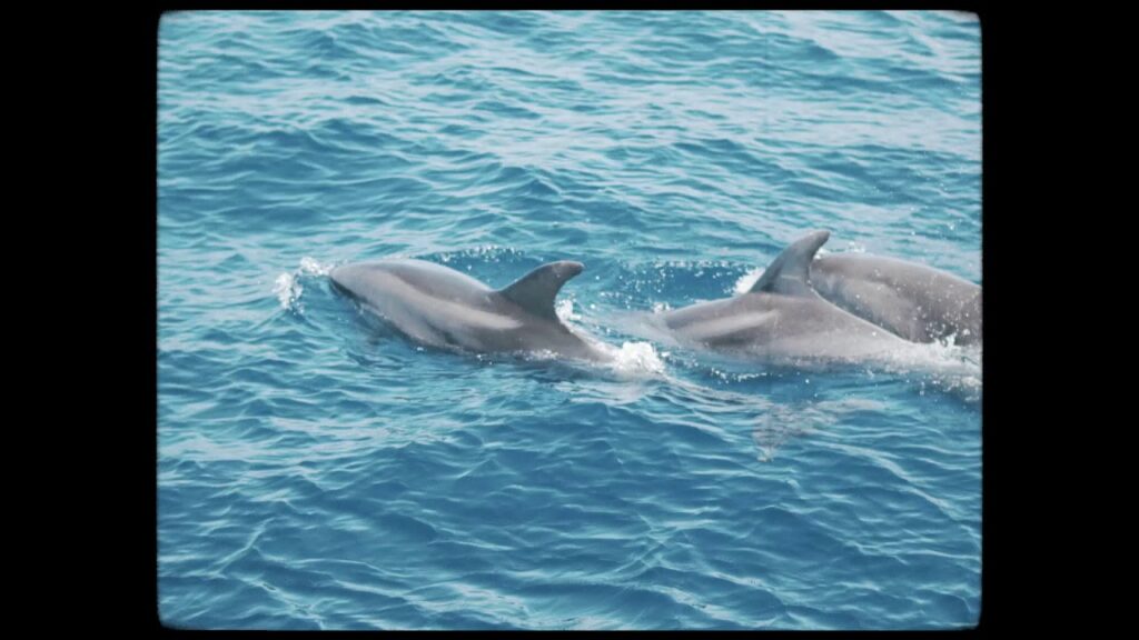 Whale Watching Tenerife